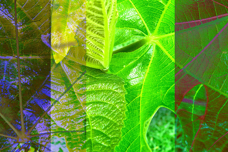 Linda Nye Detail from Photo-painting Series