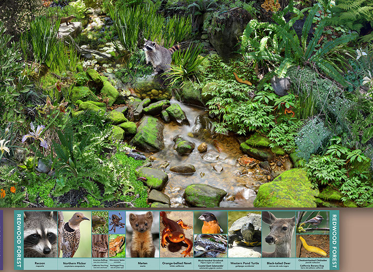 A 36' photocomposite illustration of California landscapes and plants from the ocean to the mountains, day to night. Embeded in the landscape ar